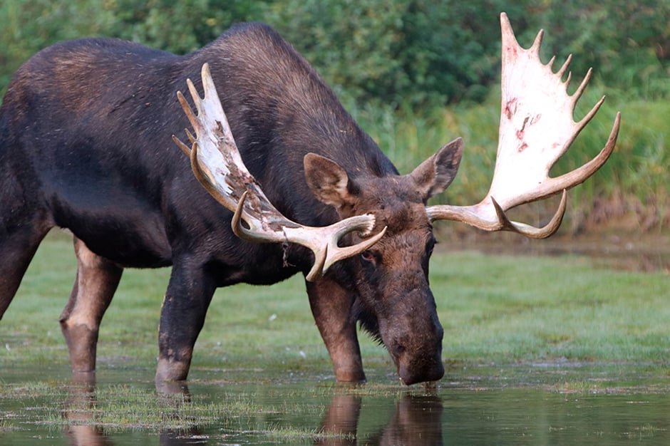 Plant and animal species thrive in Glacier National Park. Come see them by train with Amtrak Vacations. Glacier National Park Moose