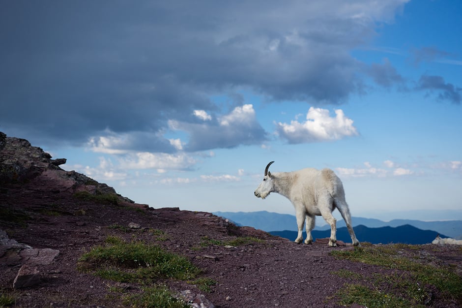  Mountain Goat on hill at Glacier National Park