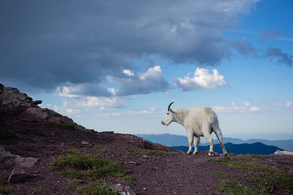 MOUNTAIN GOATS ARE A SYMBOL OF GLACIER NATIONAL PARK Mountain Goat on hill at Glacier National Park