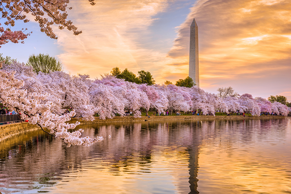 Best Places to See Cherry Blossoms in D.C. in 2023