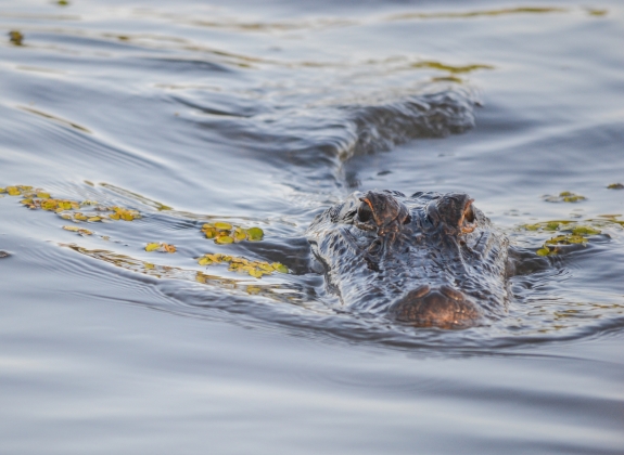 Gator Eyes in the Water