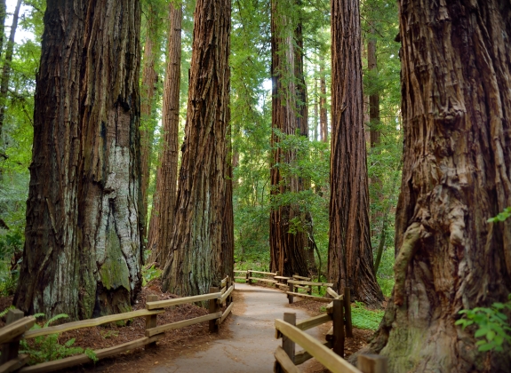 Hiking trails through giant redwoods in Muir forest near San Francisco, California, USA