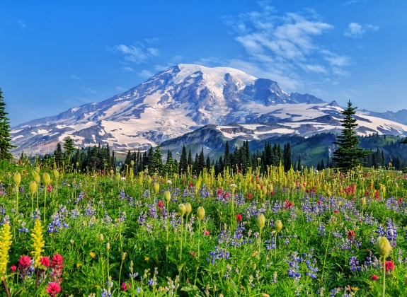 flowers in the field of Mount Rainier National Park
