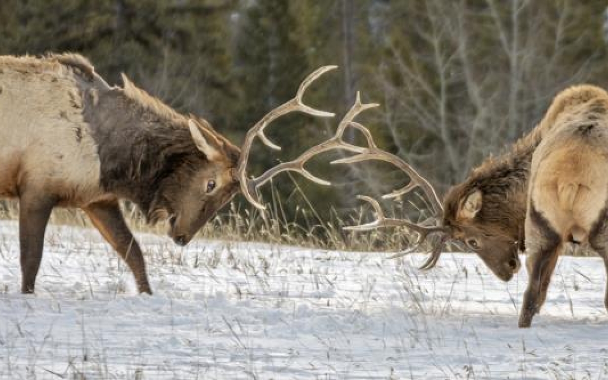 3-Elk-in-Banff-in-Winter