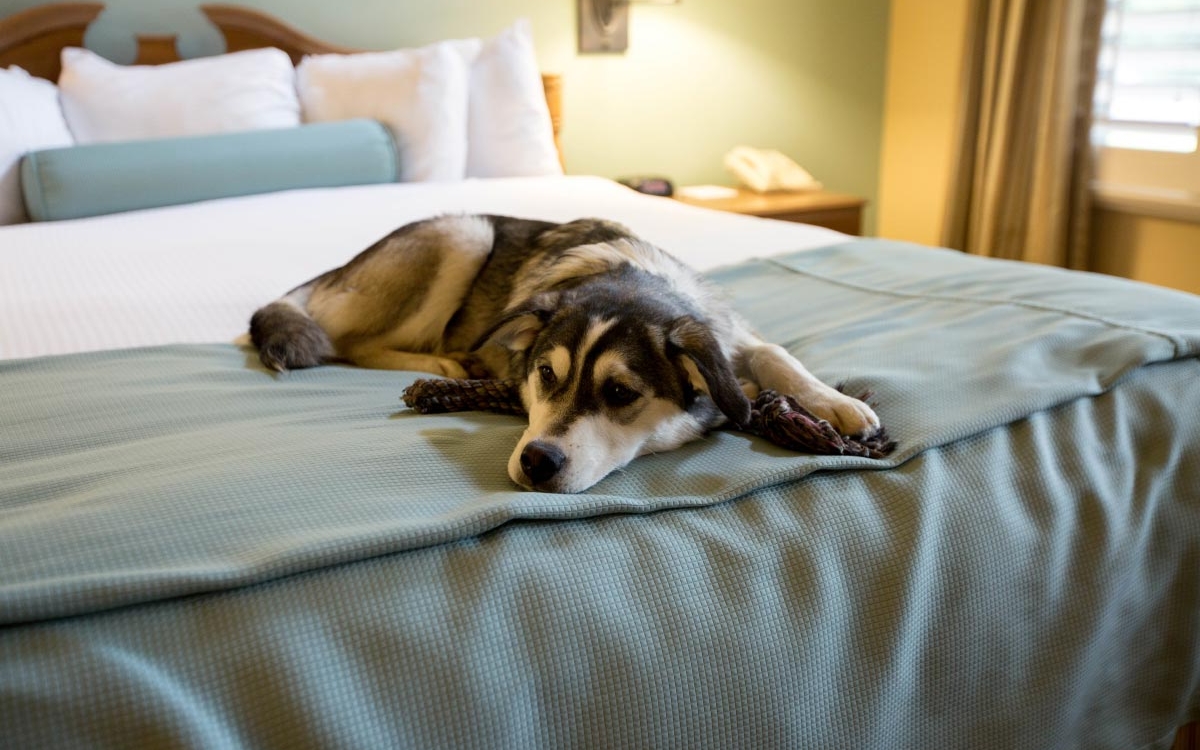 dog on bed at Grouse Mountain Lodge in Whitefish, Montana
