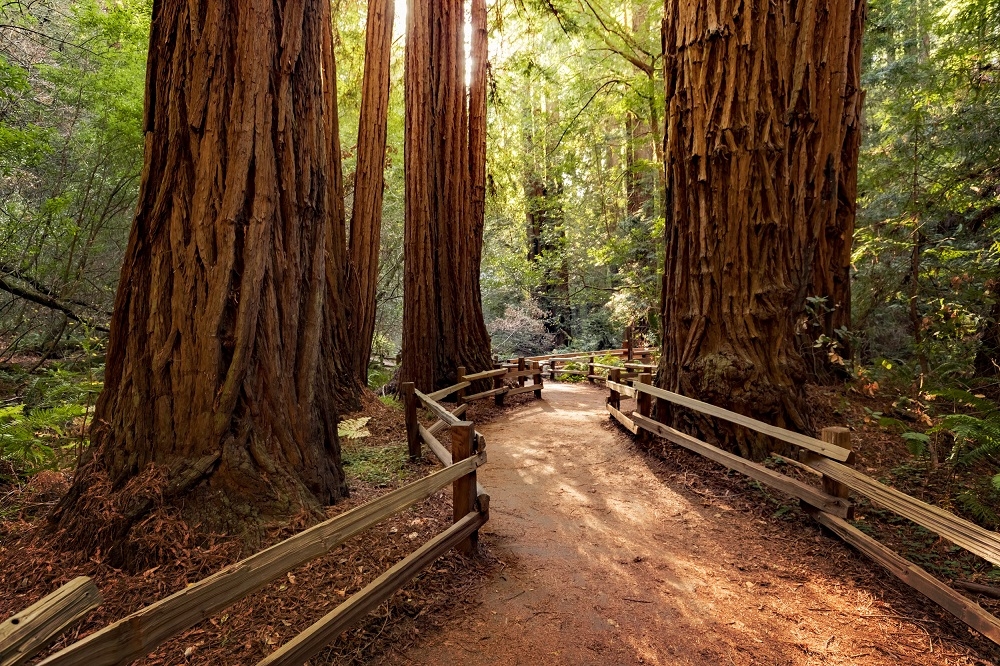 Muir Woods forest trees and walkway