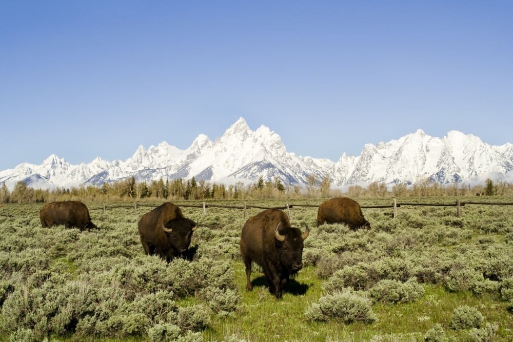 Buffalo grazing by the Grand Tetons